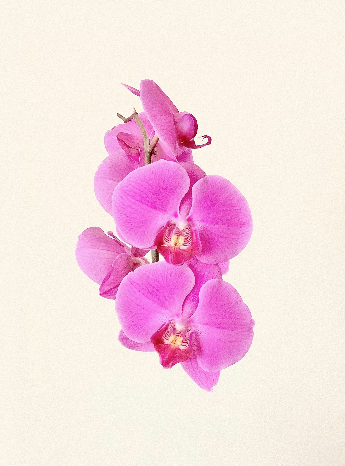 Guida completa alle orchidee dei Monti Erei