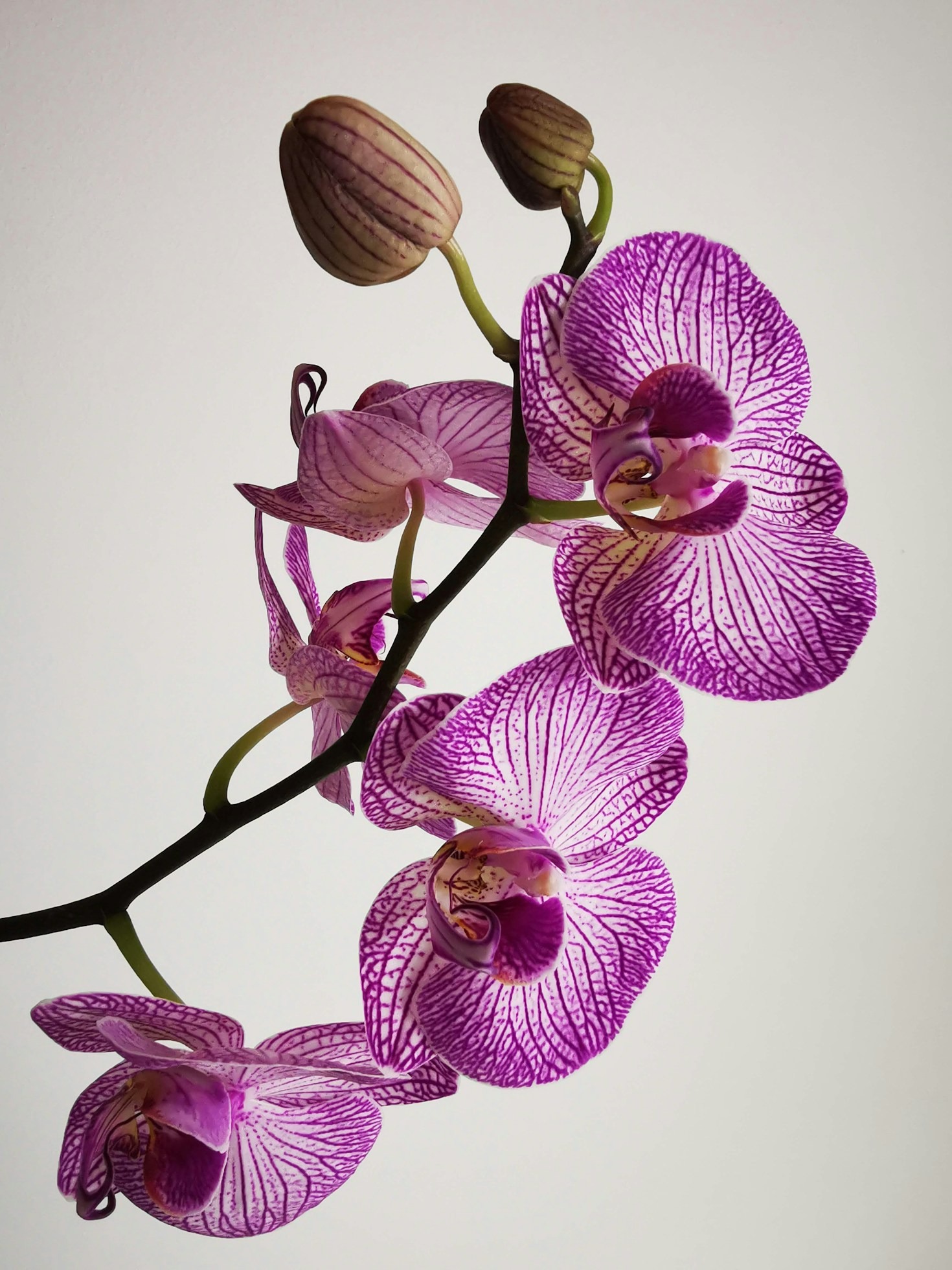 Alla scoperta delle orchidee sulla Montagna Ganzaria